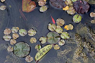 原MIT教授《我的世界》投入1000个AI试验 宪法修订都来了